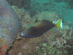 Sufflamen chrysopterum
