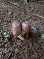 Basidiomycota