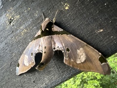 Adhemarius gannascus