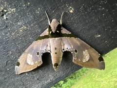 Adhemarius gannascus