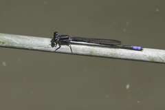 Pseudagrion citricola