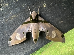 Adhemarius gannascus