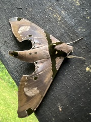 Adhemarius gannascus