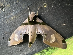 Adhemarius gannascus