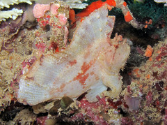 Taenianotus triacanthus