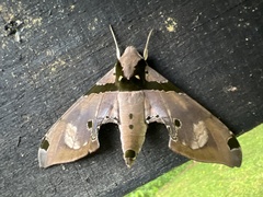 Adhemarius gannascus
