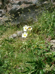 Drymocallis rupestris