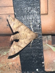 Pachylioides resumens