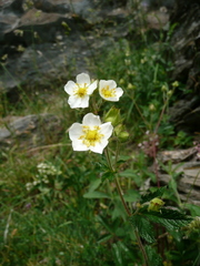 Drymocallis rupestris