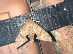 Pachylioides resumens