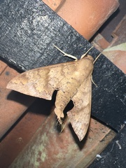 Pachylioides resumens