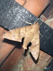 Pachylioides resumens