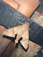 Pachylioides resumens