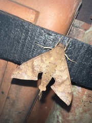 Pachylioides resumens