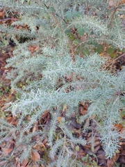 Adenocarpus decorticans