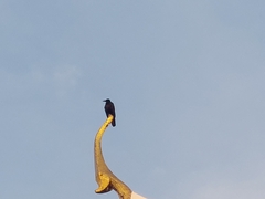 Corvus macrorhynchos levaillantii