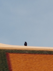 Corvus macrorhynchos levaillantii