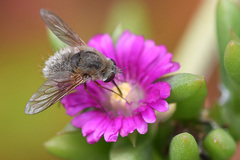 Bombyliini