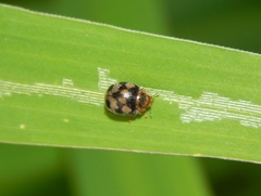 Afidentula godarti