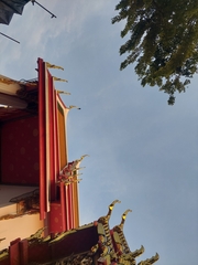 Corvus macrorhynchos levaillantii