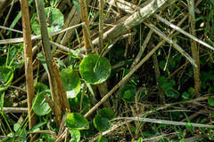 Hydrocotyle bonariensis