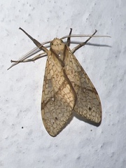 Lophocampa annulosa