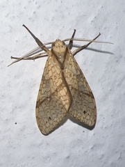 Lophocampa annulosa