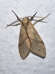 Lophocampa annulosa