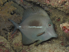 Zebrasoma scopas