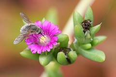 Bombyliini