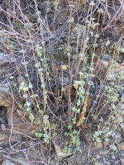 Pseudodictamnus hirsutus