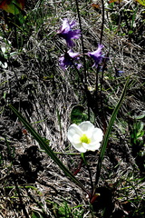 Ranunculus kuepferi