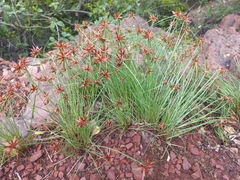 Cyperus