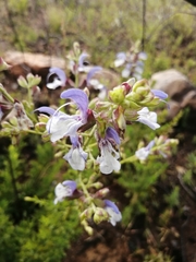 Salvia chamelaeagnea