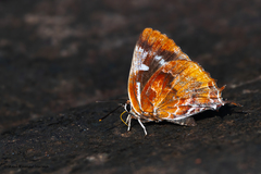 Iraota timoleon