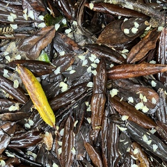 Elaeocarpus dentatus