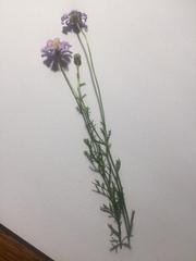 Brachyscome multifida