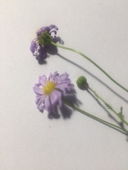 Brachyscome multifida