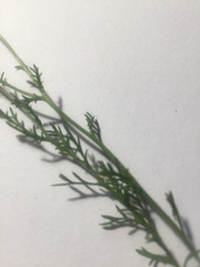 Brachyscome multifida