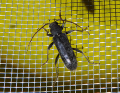 Trichoferus campestris