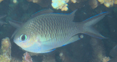 Chromis ternatensis