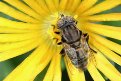 Eristalinus nigricans