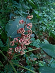 Sterculia