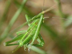 Tettigonia