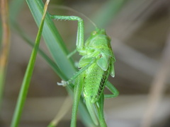 Tettigonia