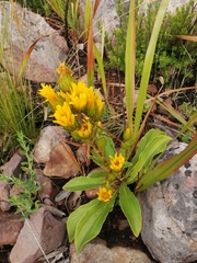 Berkheya herbacea
