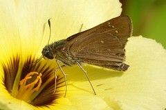Pelopidas mathias