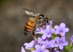 Apis mellifera scutellata