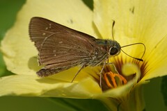 Pelopidas mathias