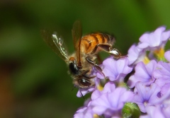 Apis mellifera scutellata